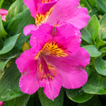 Alstroemeria 'inticancha Sunstar' Perennial | 1 x 2L | Green & Pink