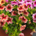 Hayloft Calibrachoa Collection - Mini Petunias, Set Of 5 Young Plants