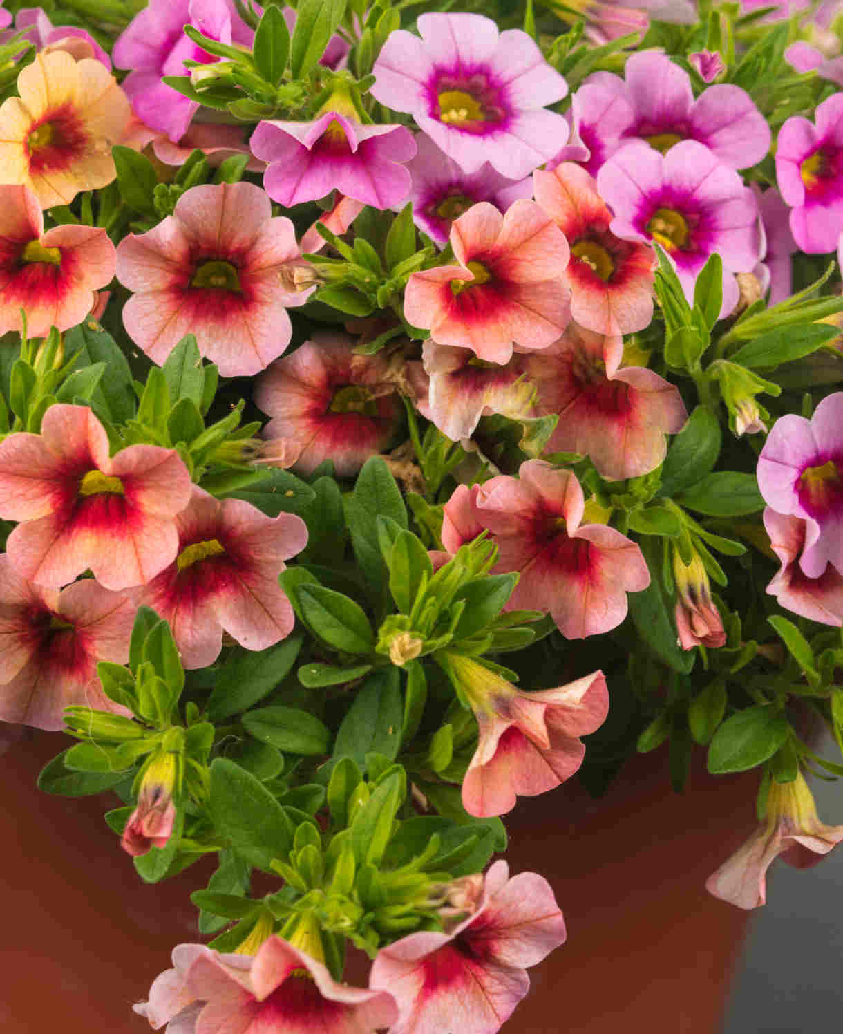 Hayloft Calibrachoa Collection - Mini Petunias, Set Of 5 Young Plants