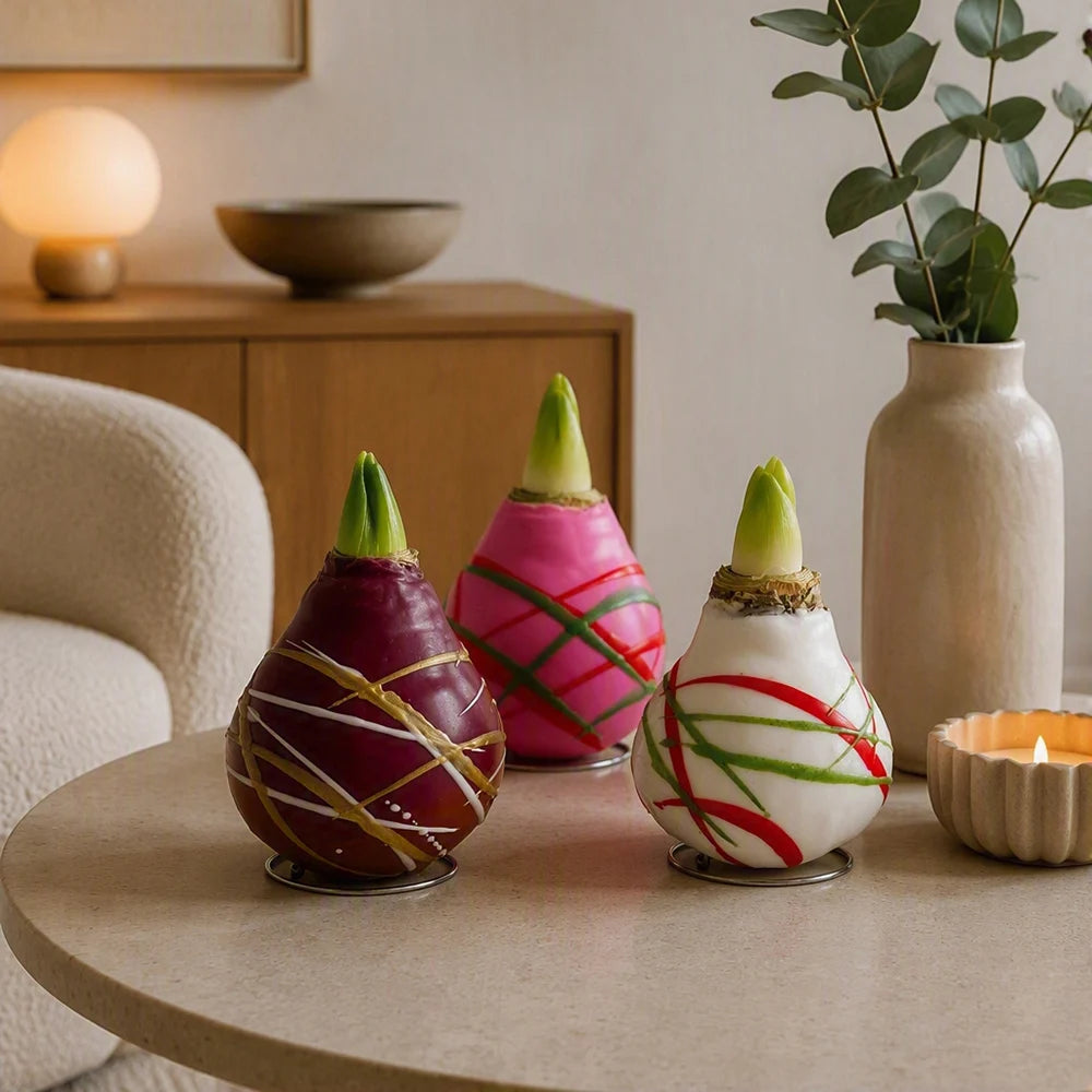 Amaryllis Touch Of Wax Art | Set of 1
