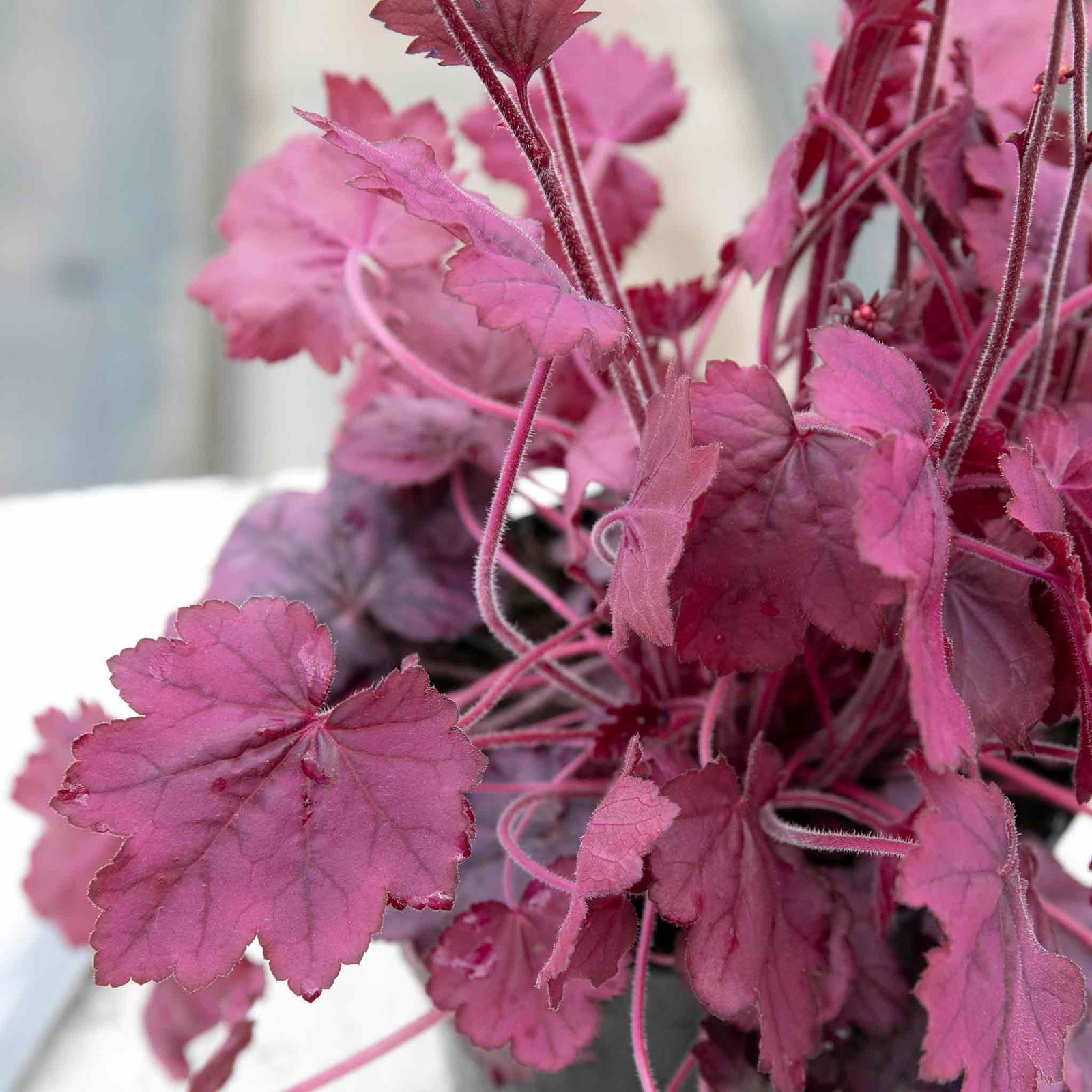 Heuchera 'wild Rose', Rose-purple Foliage And Rose-pink Summer Blooms