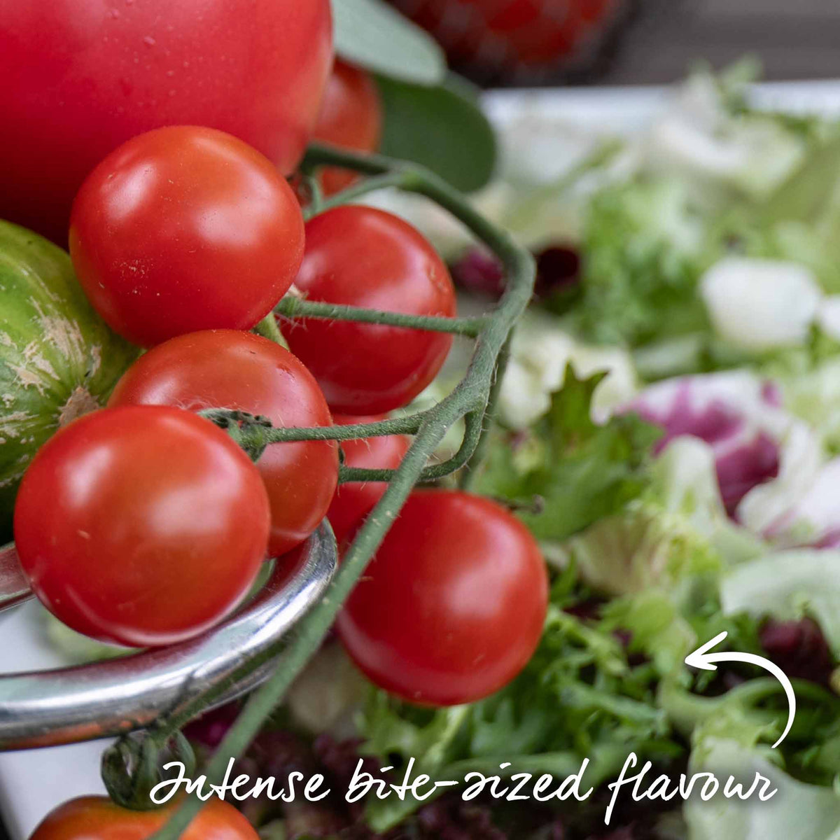 Cordon Tomato Plant 'gardeners Delight' 9cm Plants | Set of 3