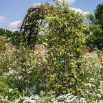 Star Jasmine - Trachelospermum Jasminoides | 3 x 9cm | White