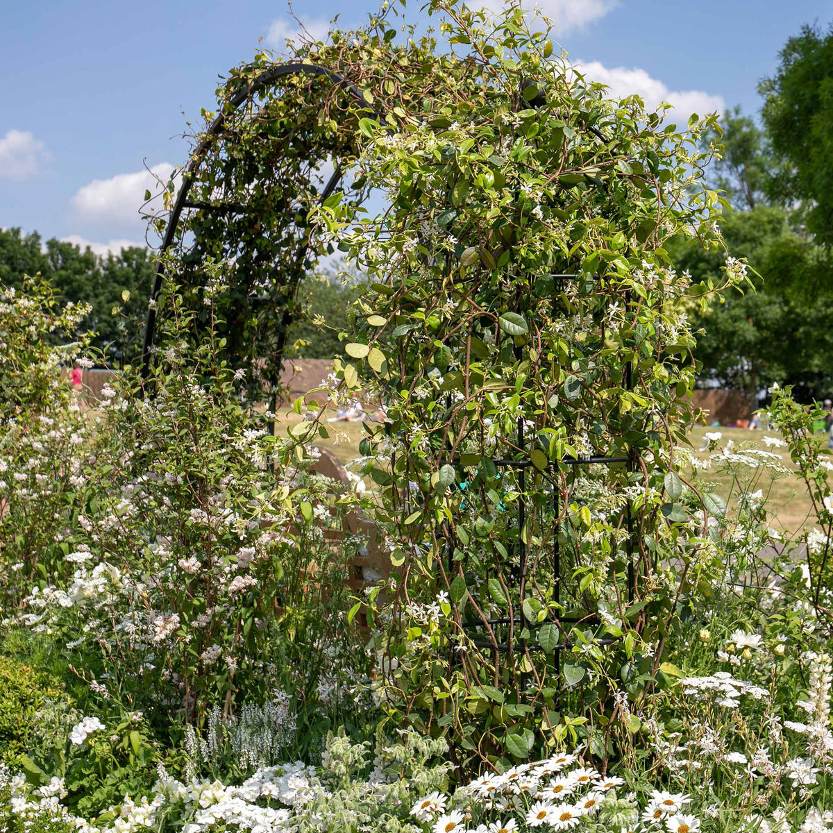Star Jasmine - Trachelospermum Jasminoides | 3 x 9cm | White