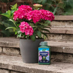 Specialist Hydrangea Liquid Feed High Potassium Ph Stabiliser | 1L