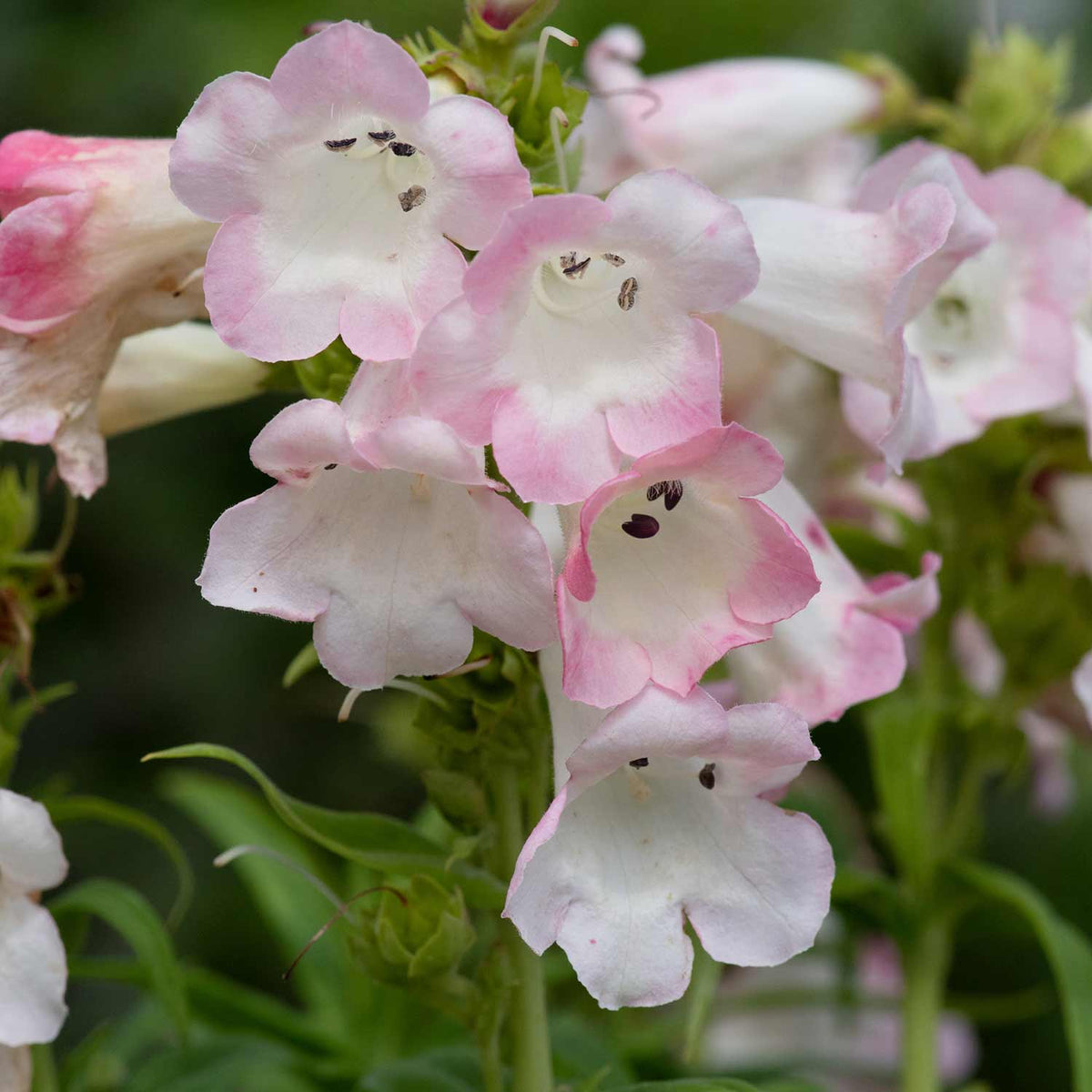 Penstemon 'arabesque Appleblossom' 2l Pollinator-friendly Perennial | Set of 1 | Pink