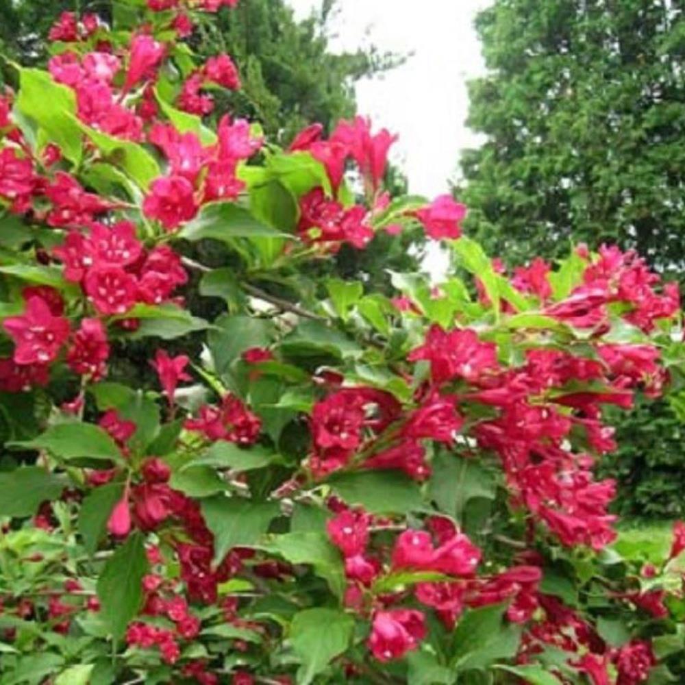 Weigela Bristol Ruby Shrub Large Supplied In A 3 Litre Pot