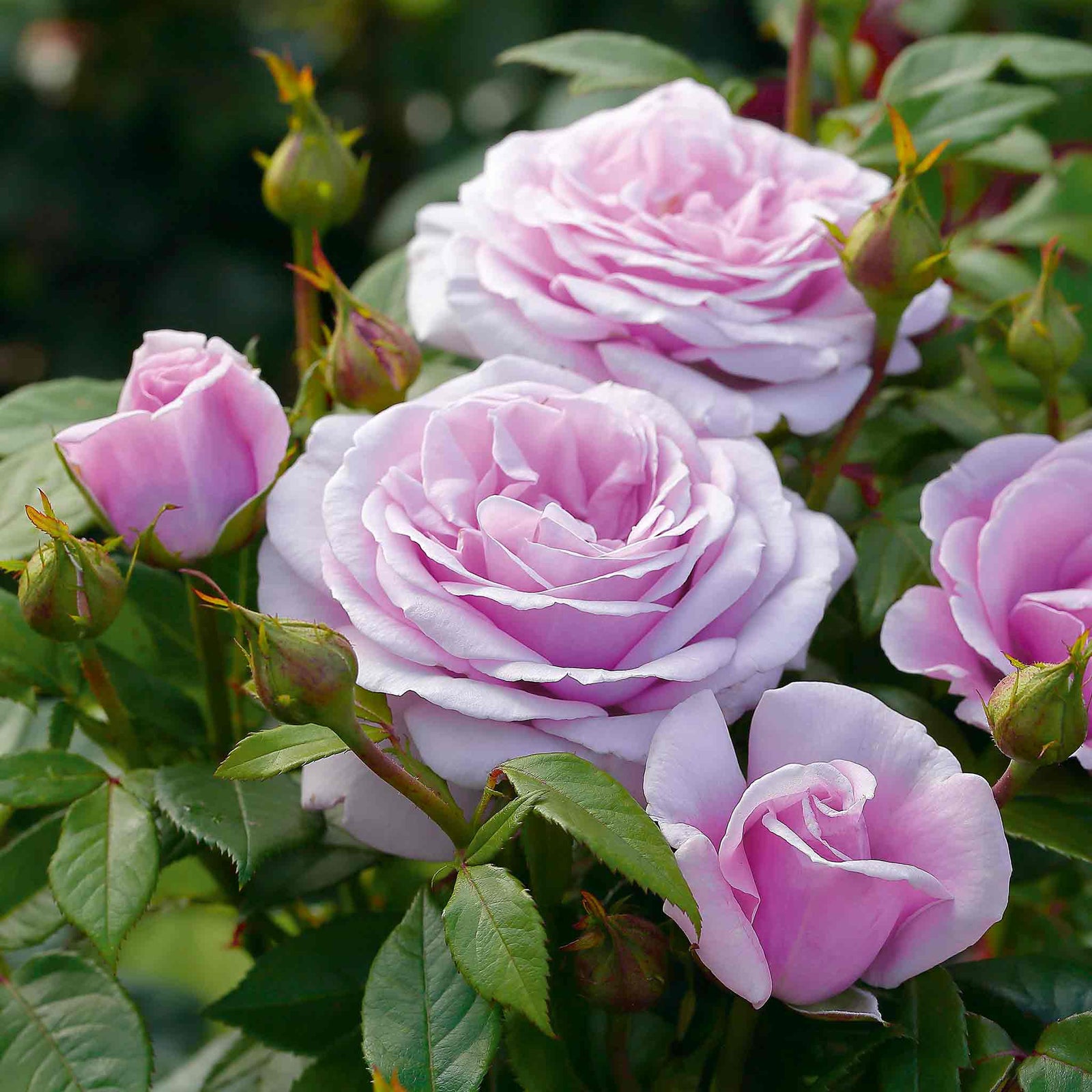 Rose 'hopes And Dreams' (hybrid Tea), Lilac, Fragrant | 1 x Bare Root | Purple