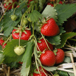 Strawberry Plant 'christine', Early Main-season, Vigorous, Disease-resistant | 10 x Bare Root | Red