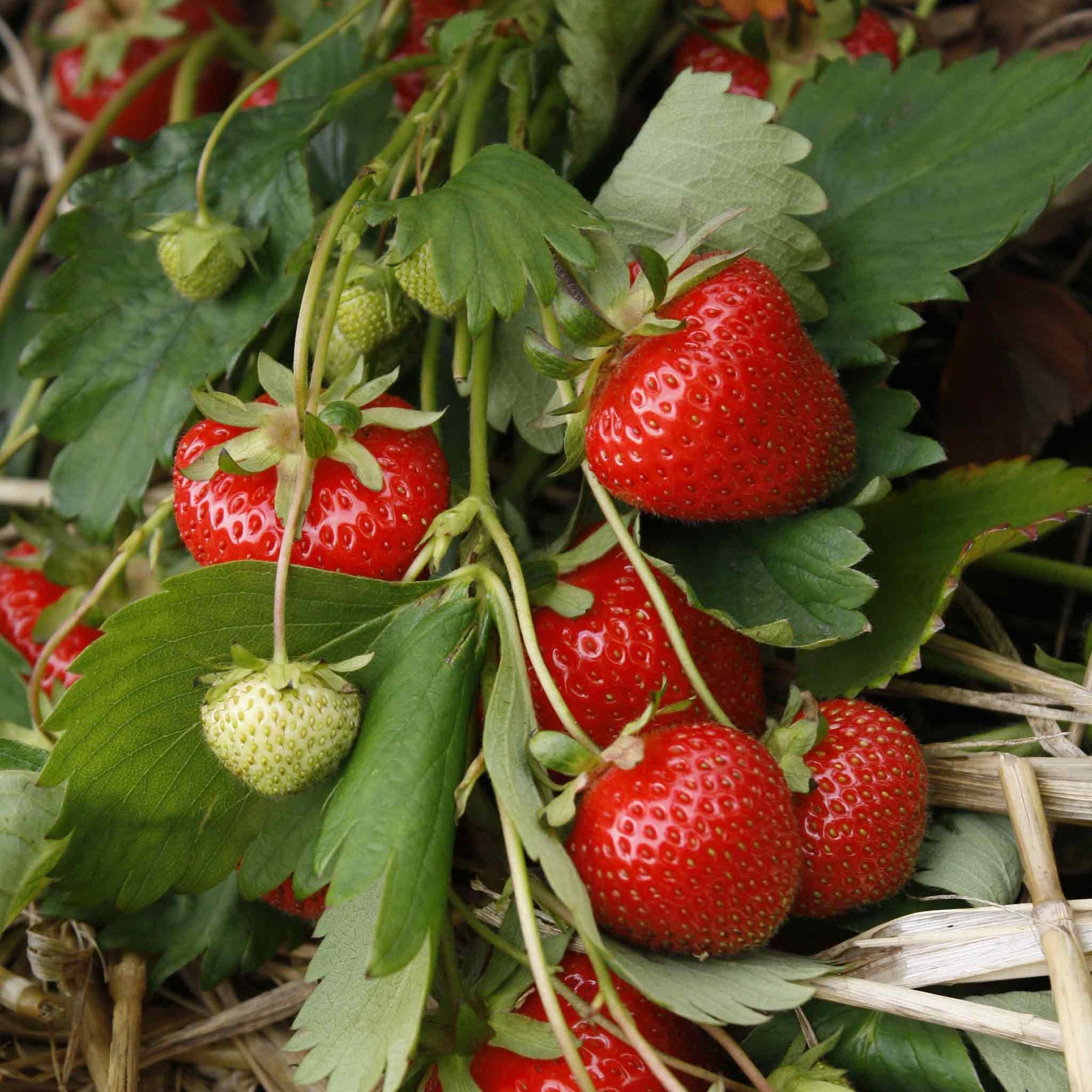 Strawberry Plant 'christine', Early Main-season, Vigorous, Disease-resistant | 30 x Bare Root | Red