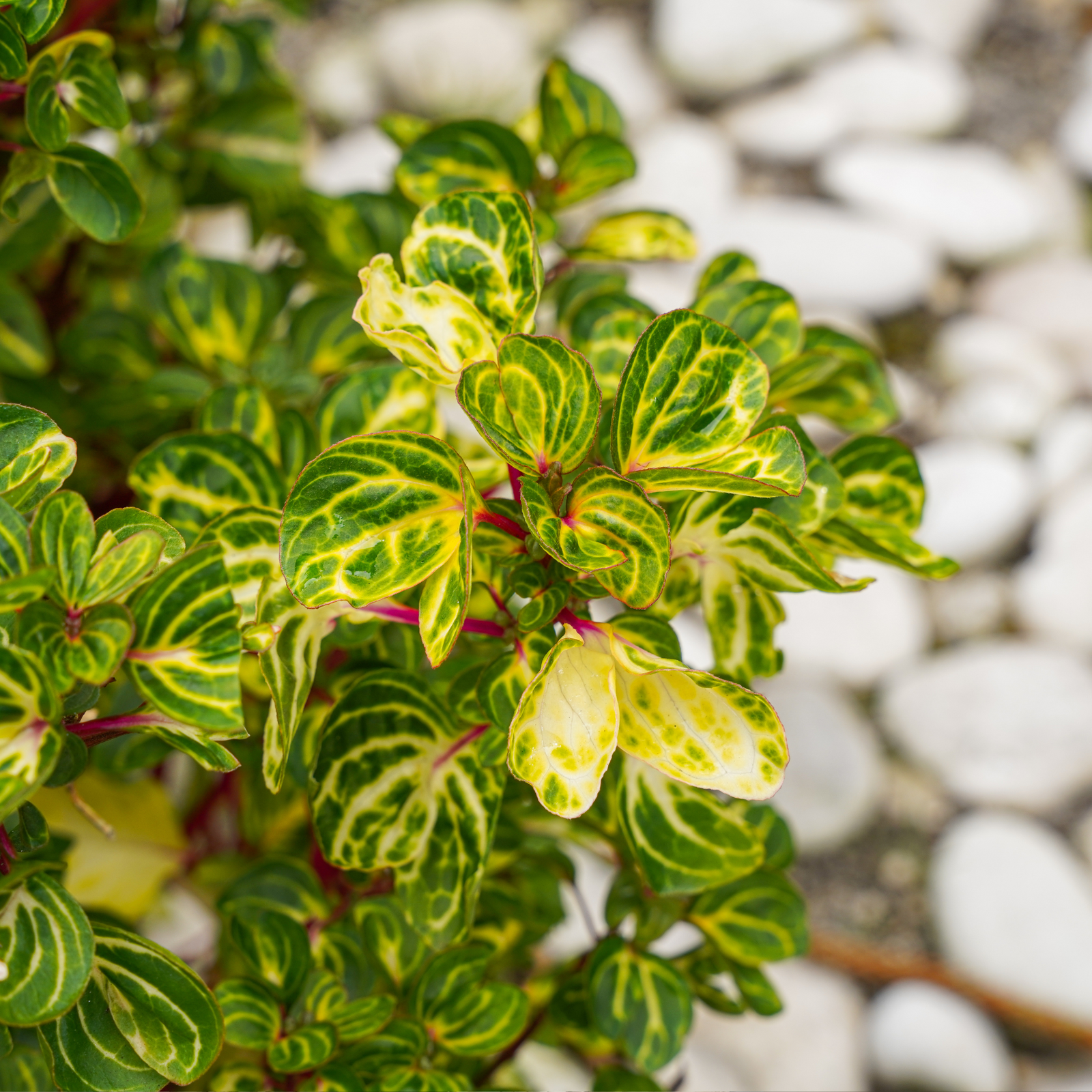Bloodleaf Plant - 2 Pcs. - Iresine Herbstii - Height 20-30cm - ⌀13cm | Set of 2 | Yellow