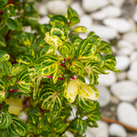 Bloodleaf Plant - Iresine Herbstii - Height 20-30cm - ⌀13cm | Set of 1 | Yellow