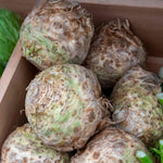 Celeriac 'monarch' Professional Grower Plugs | 12" x 12" | Green