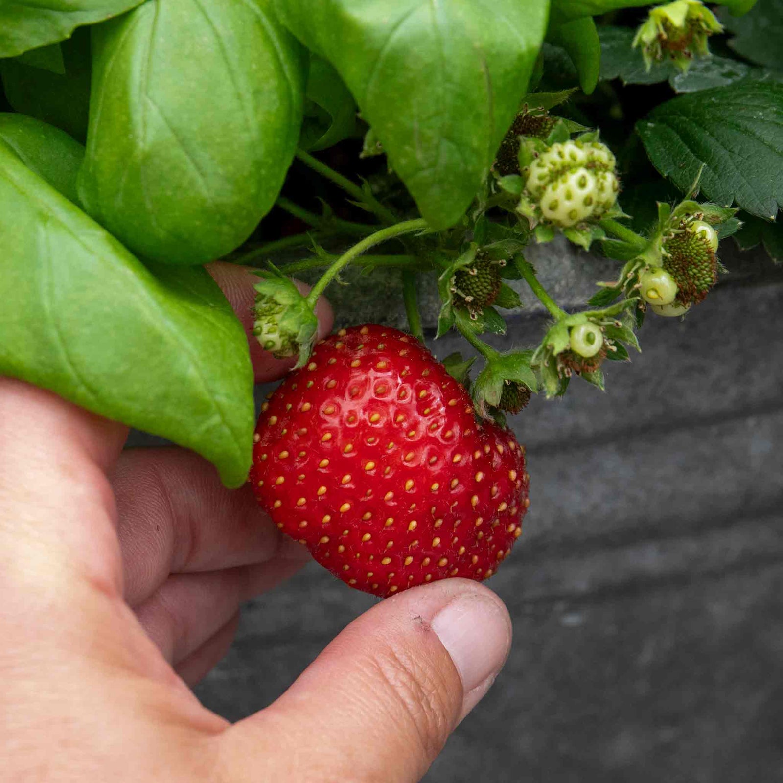 Strawberry Plant Summer Breeze Mixed | Red