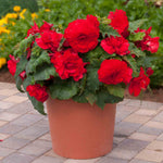 Begonia Upright Collection - In Red, Soft Pink And Yellow | 6 x Plug Plants | Multi