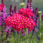 Achillea 'sassy Summer Taffy' 2l Salmon-pink Perennial | Set of 1
