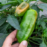 Sweet Pepper 'peppers From Heaven Orange', Trailing Mini Orange Peppers For Hanging Baskets | 3 x 9cm | Orange