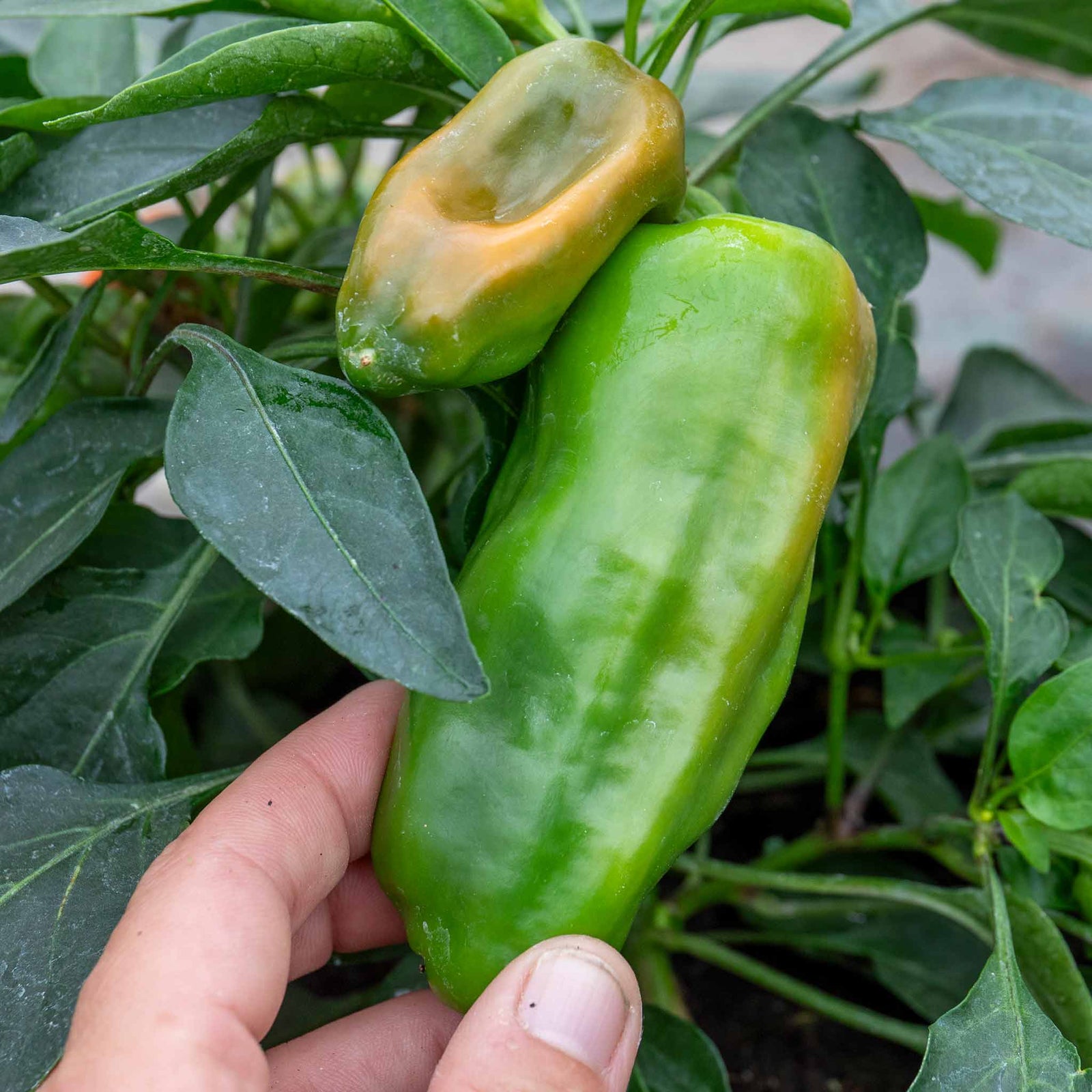 Sweet Pepper 'peppers From Heaven Orange', Trailing Mini Orange Peppers For Hanging Baskets | 3 x Jumbo Plugs | Orange