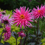 Dahlia Electro Pink - plug plants | Set-of-5