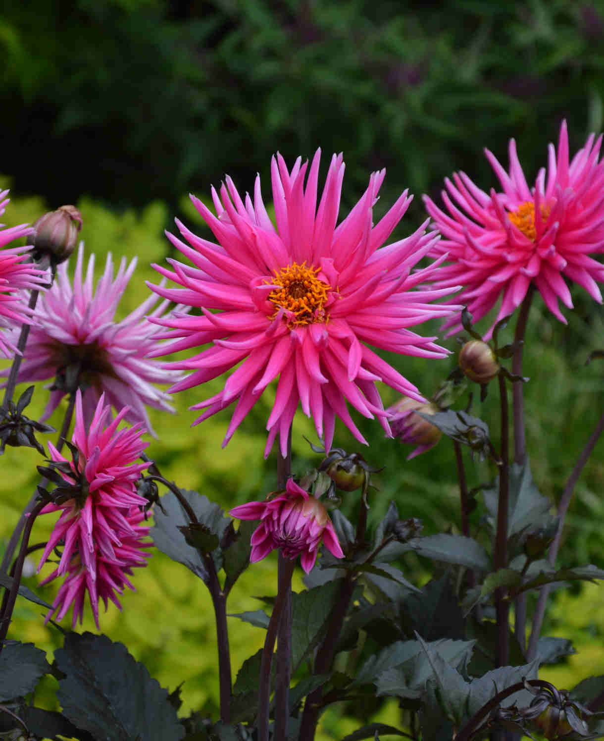 Dahlia Electro Pink - plug plants | Set-of-5