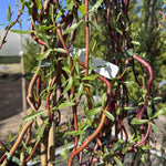 Salix Scarlet Curls Twisted Willow Tree 5-6ft Tall Supplied In A 7.5 Litre Pot