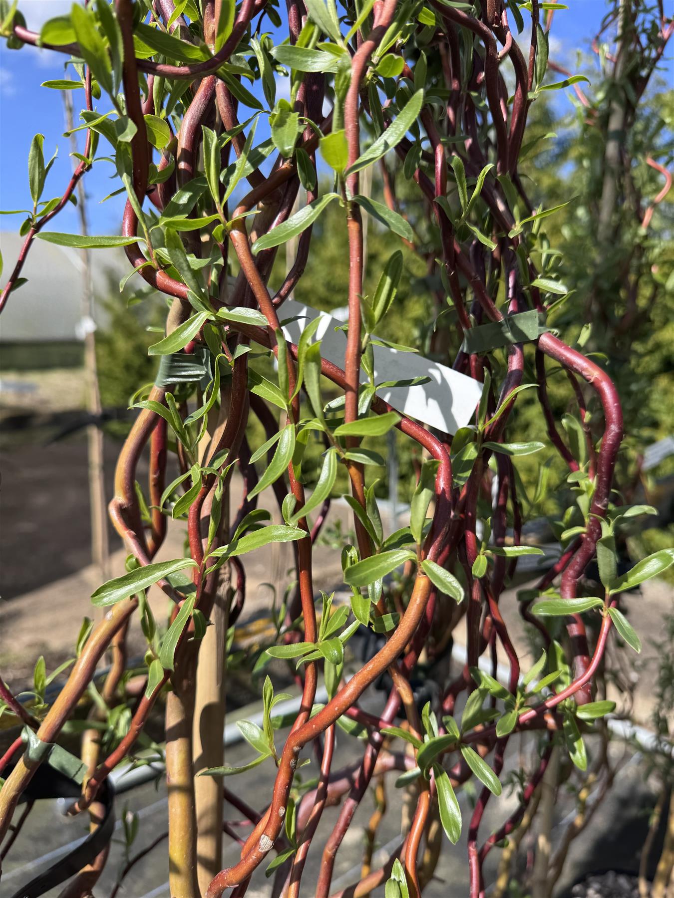 Salix Scarlet Curls Twisted Willow Tree 5-6ft Tall Supplied In A 7.5 Litre Pot