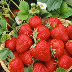 Strawberry 3-variety Long Cropping Collection Bare Root | Set of 15 | Red