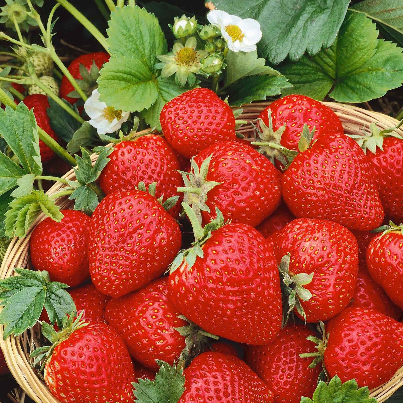 Strawberry 3-variety Long Cropping Collection Bare Root | Set of 30 | Red