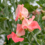 Sweet Pea Princess Elizabeth Spencer-type Seeds | 21 Seeds