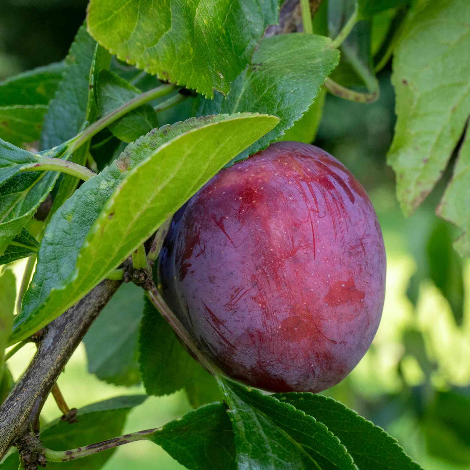 Plum Tree Marjorie's Seedling Bare-root Late-season Bare Root | 1 x Bare Root | Purple