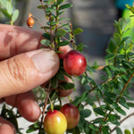 Cranberry 'pilgrim' 3 Pack - Trailing Evergreen, Pink Flowers, Red Berries | 3 x 7cm Plants | Pink