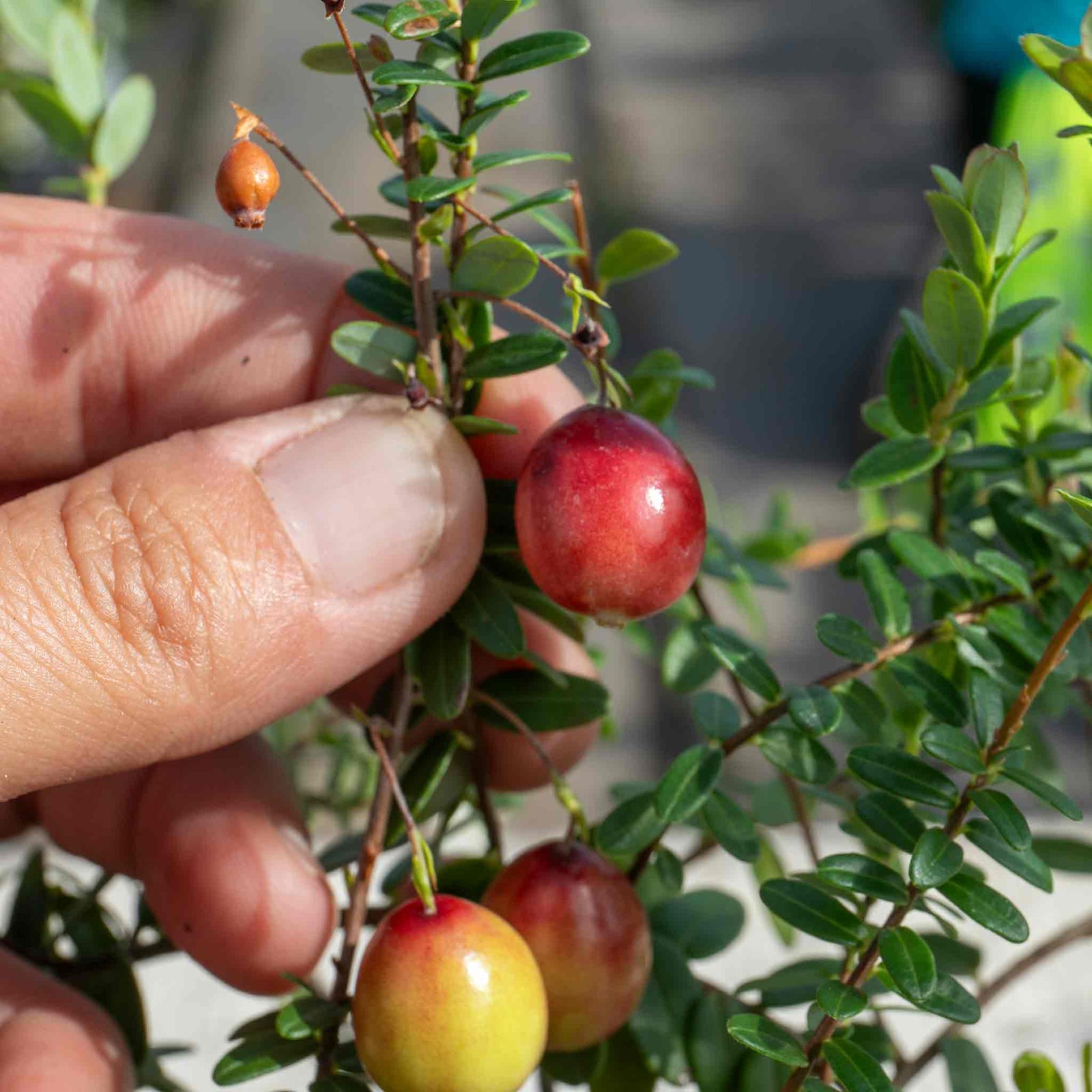 Cranberry 'pilgrim' 3 Pack - Trailing Evergreen, Pink Flowers, Red Berries | 3 x 7cm Plants | Pink