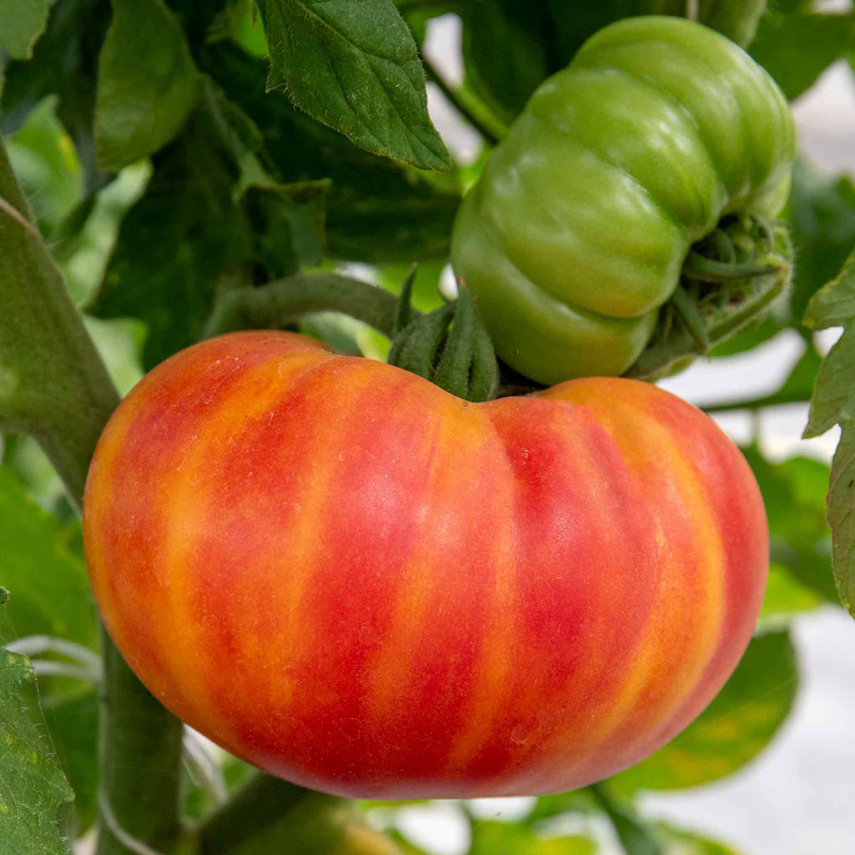 Tomato Sweetest Collection: Sungold, Buffalosun & Shirley 9cm Plants | Set of 3 | Red