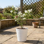 Hayloft Philadelphus 'bouquet Blanc' & Pot