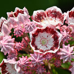 Dramatic Shrub Collection