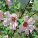 Lavatera Clementii 'barnsley Baby' - Hardy Pink Shrub | 1 x 9cm