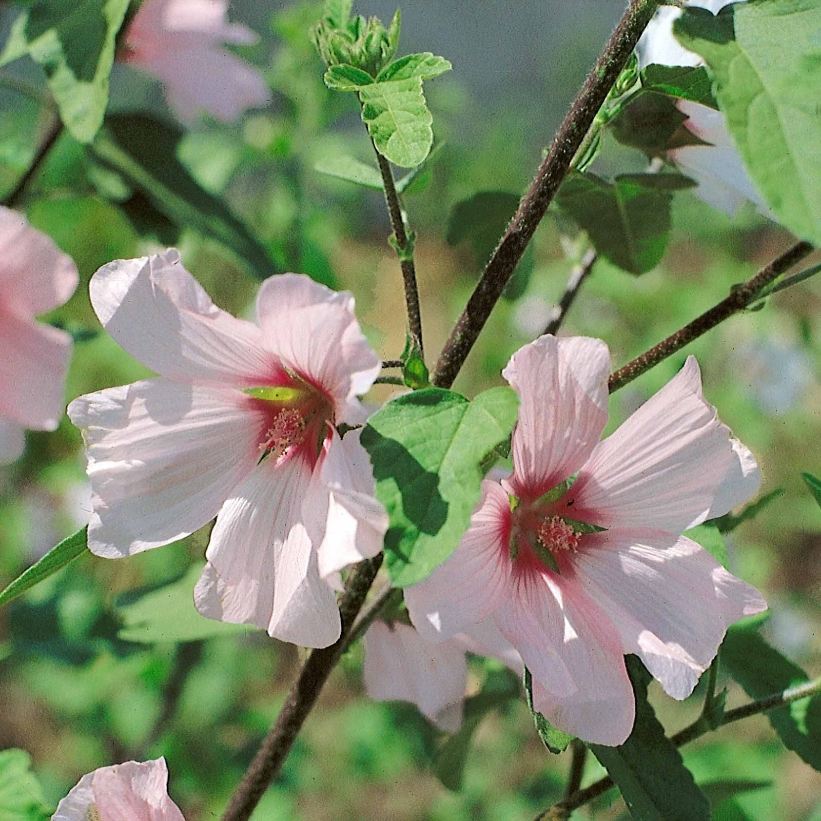 Lavatera Clementii 'barnsley Baby' - Hardy Pink Shrub | 1 x 9cm