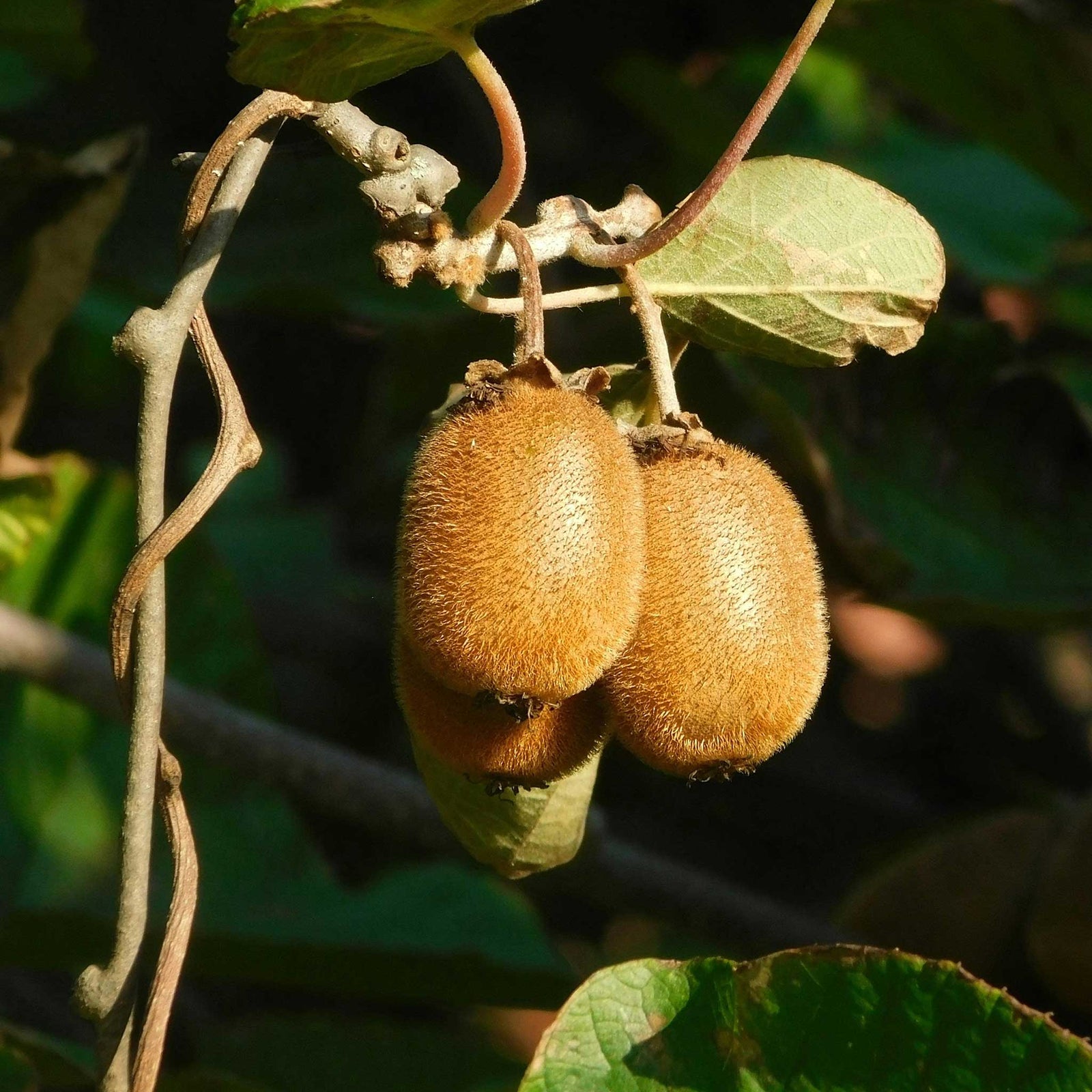 Golden Kiwi Plant (actinidia Chinensis) | 1 x 2L | Gold