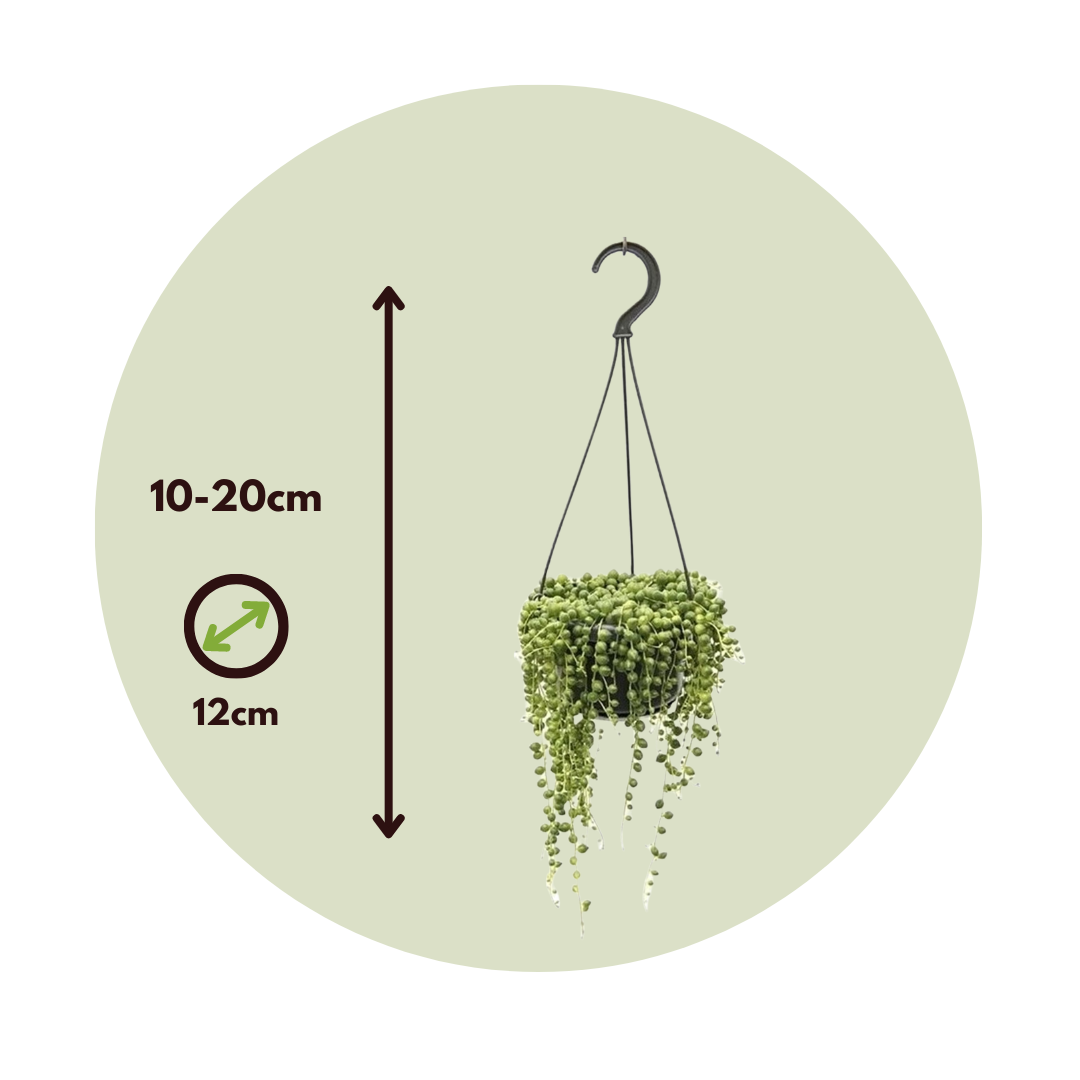 String Of Pearls - 2 Pcs. - Senecio Rowleyanus - Height 10-20cm - ⌀12cm | Set of 2 | Green