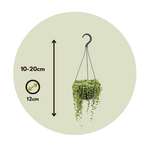 String Of Pearls - 2 Pcs. - Senecio Rowleyanus - Height 10-20cm - ⌀12cm | Set-of-2 | Green