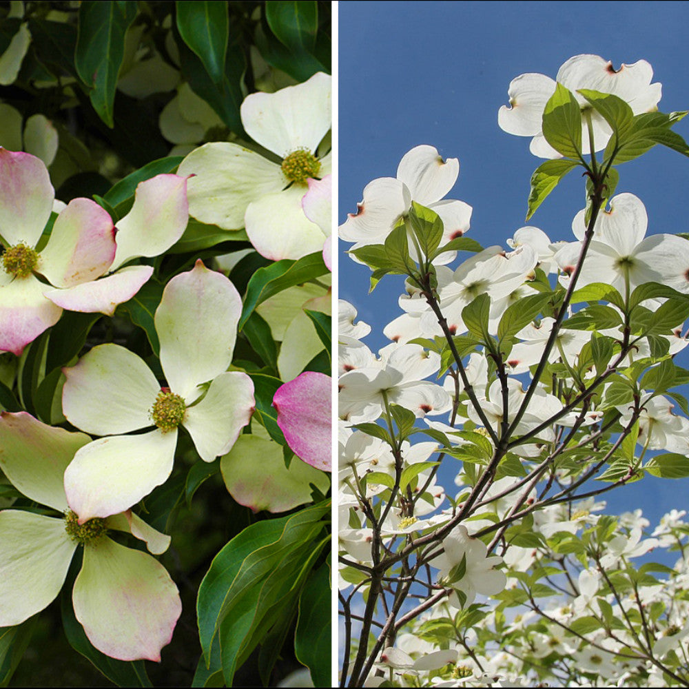 Dramatic Shrub Collection