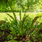 Hart's Tongue Fern (asplenium Scolopendrium) Plant- Evergreen Shade-tolerant | 1 x 2L | Green
