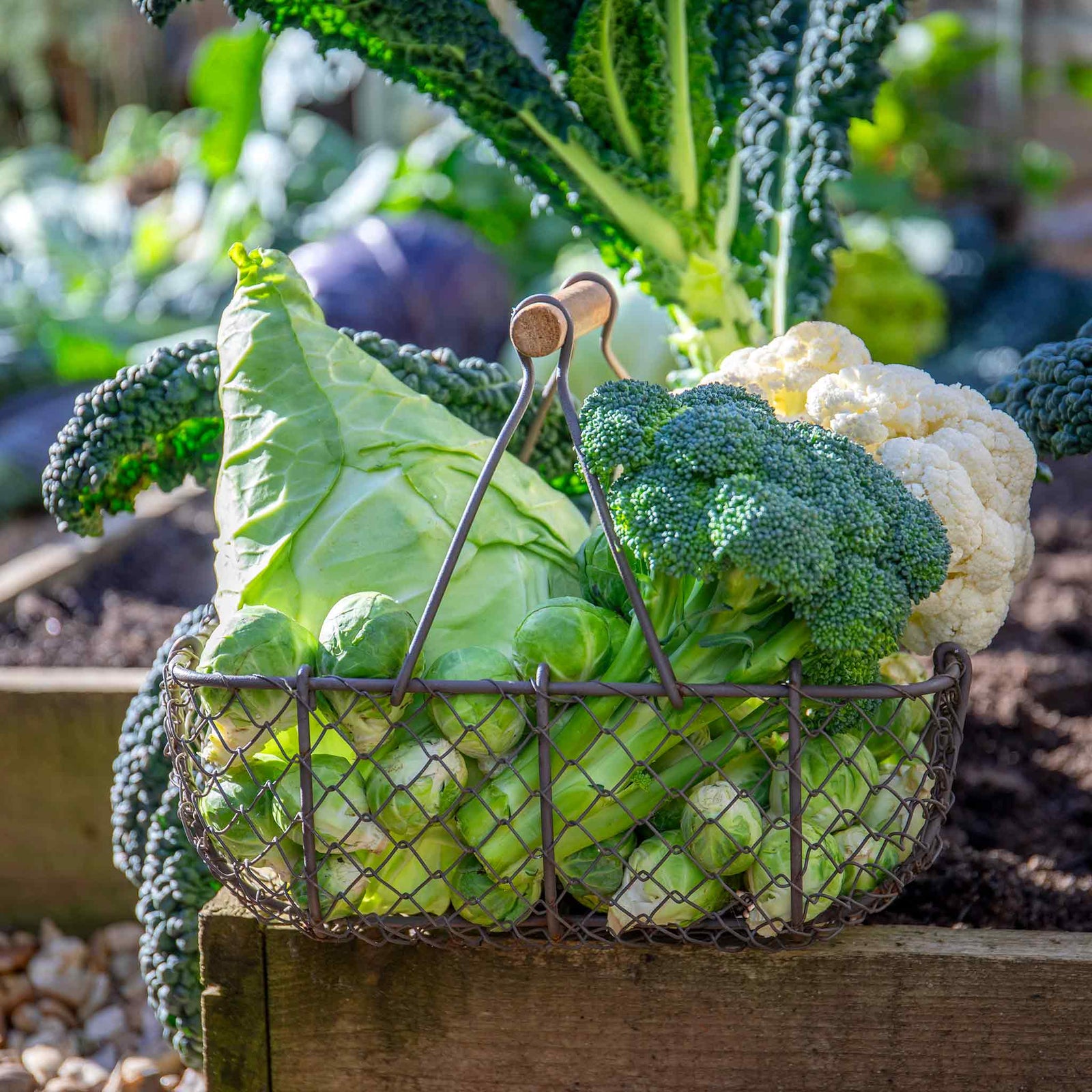 Extra Early Brassica Collection - Mixed Brassicas With Protective Collars | 32 x Pro Grower Plugs | Multi