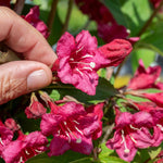 Weigela 'bristol Ruby' - Deep Ruby-red Deciduous Shrub, Pollinator Friendly | 1 x 3L | Pink