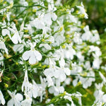 Cascading White Lobelia 'fountain White' Garden Ready Plants | 12 x Garden Ready Plants