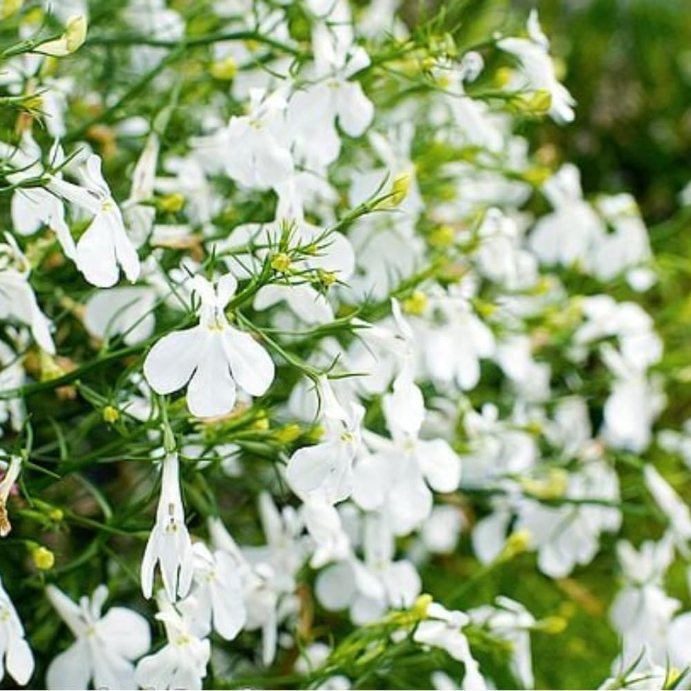 Cascading White Lobelia 'fountain White' Garden Ready Plants | 12 x Garden Ready Plants