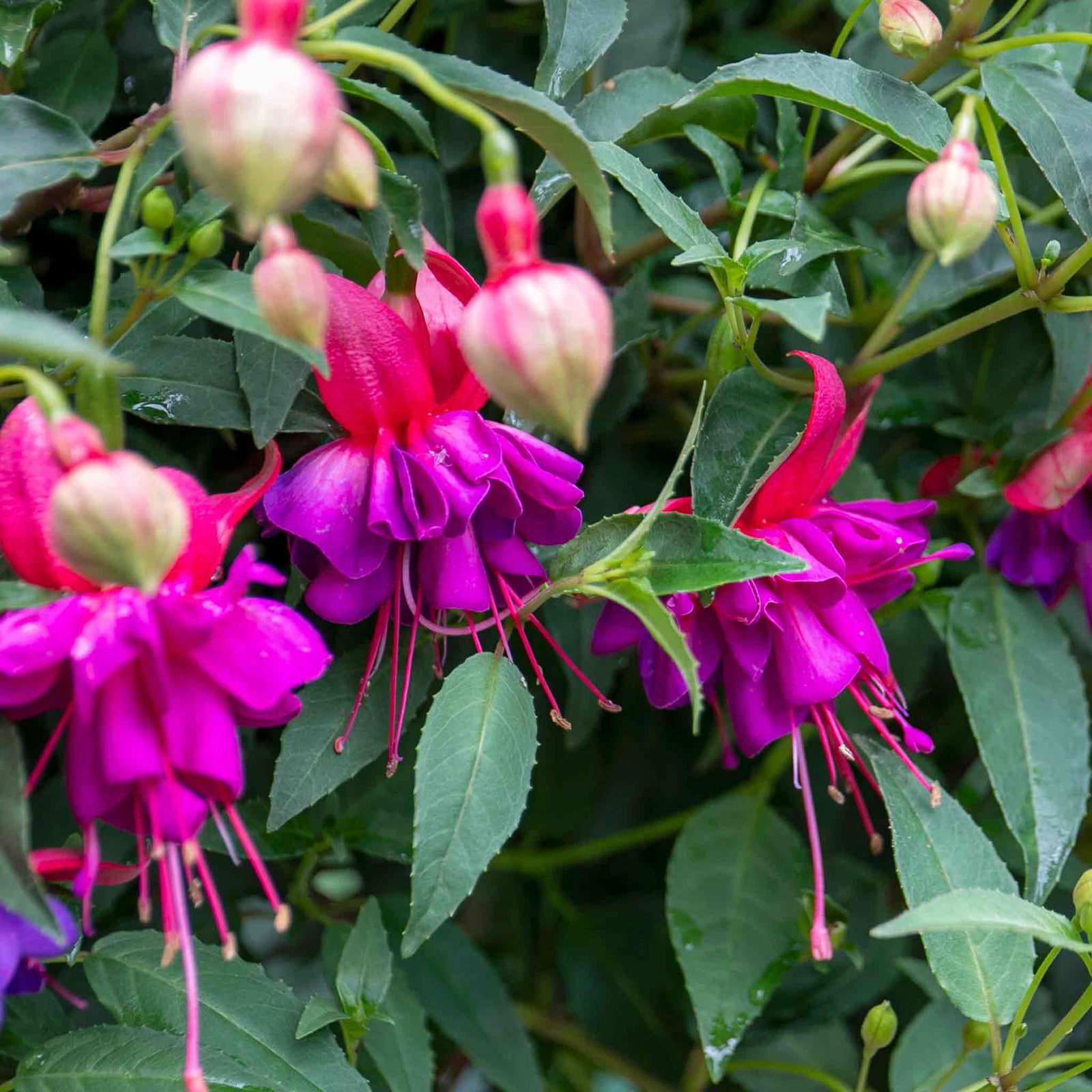 Fuchsia Standard 'winston Churchill' | 1 x 3L | Purple