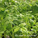 Tiny Temptations Orange Bush Tomato 9cm Plants | Set of 3