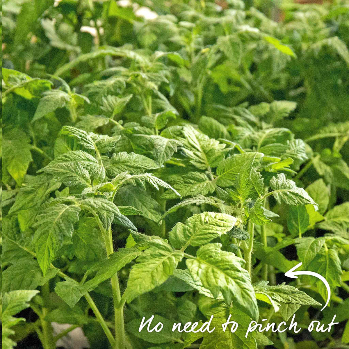 Bush Tomato 'super Marmande' Beefsteak Red Semi-determinate Jumbo Plugs | Set of 3 | Red
