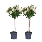 Palace Rose - Height 80-100cm - ⌀19cm | Set of 2 | White